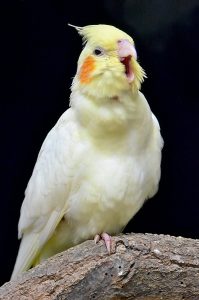 Close-up Photo of Cockatiel