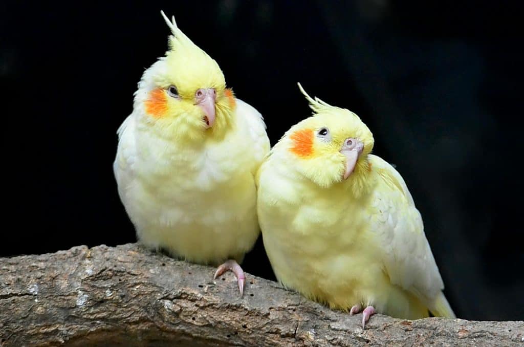 how to discipline a cockatiel