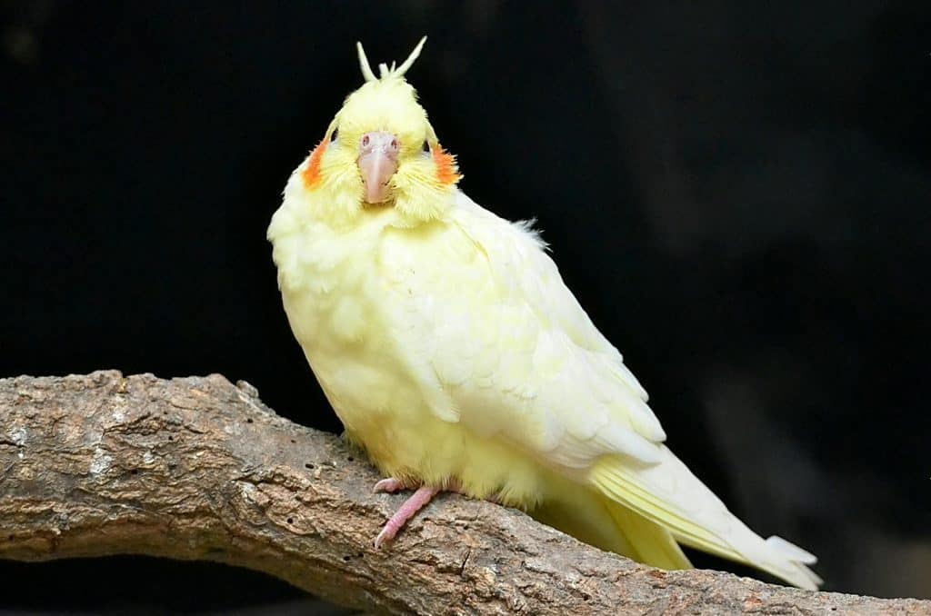 how to transport a cockatiel to the vet