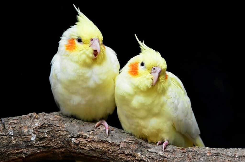 How to Introduce a New Cockatiel to Another