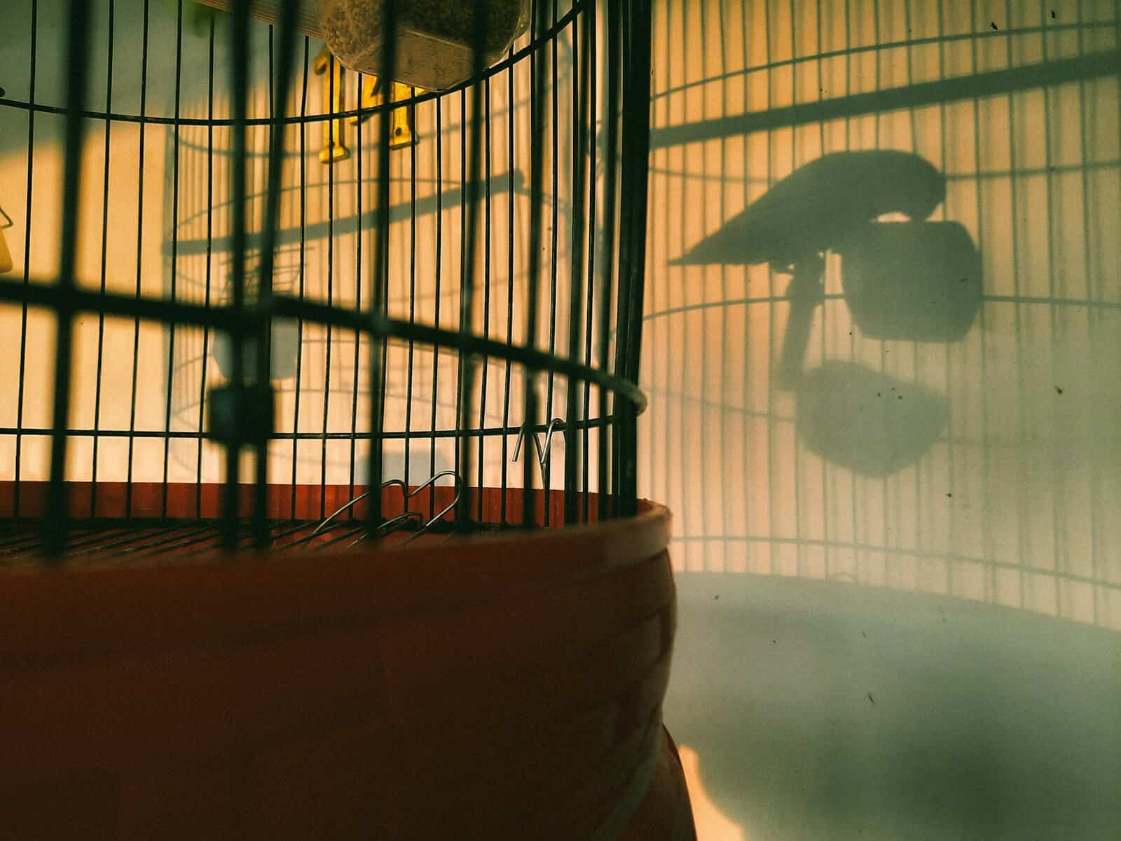 Picture Idea: How To Maintain A Clean Cockatiel Cage Effective Cleaning Tips