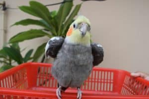 a cockatiel standing on a red basket