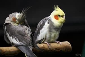 cockatiel social behavior