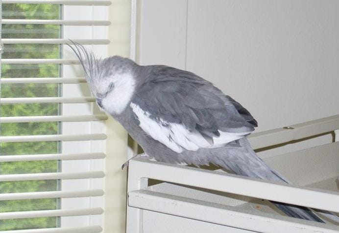 cockatiel health management