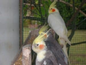 group of cockatiels