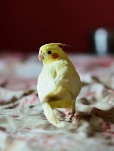 cockatiel