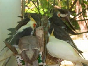 Feeding time for cockatiels