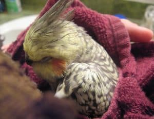 cockatiel grooming