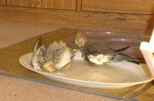 bathing cockatiels