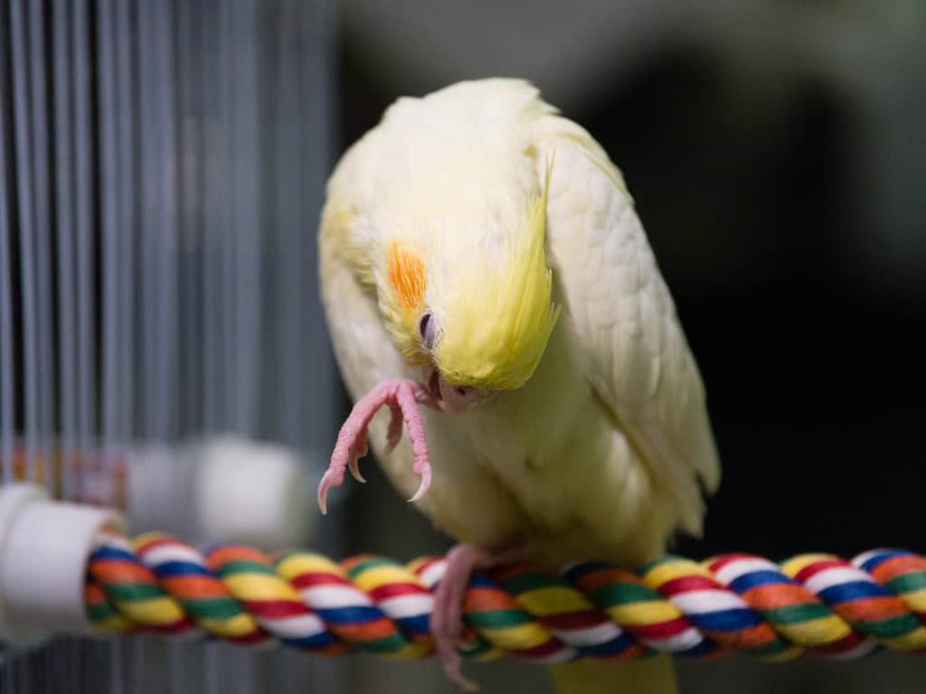 cockatiel grooming routines