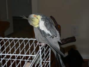 cockatiel grooming