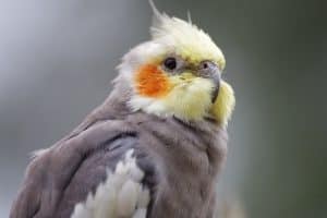 cockatiel interaction with children