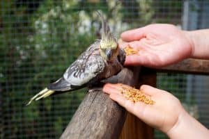 cockatiel interaction with children