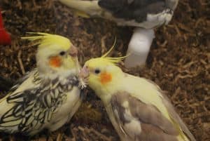 Playing Cockatiels