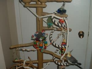 Plastic parrot tree with toys and ropes