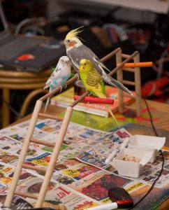 Cockatiels with Bird Toys