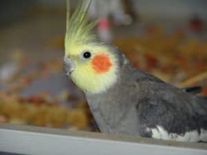 cockatiel health symptoms