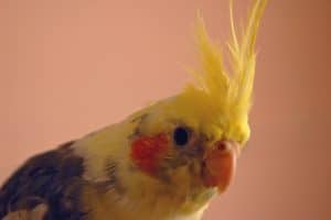 close up cockatiel