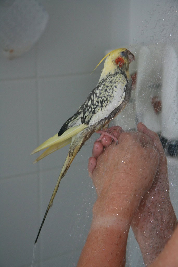 Bathing Cockatiel