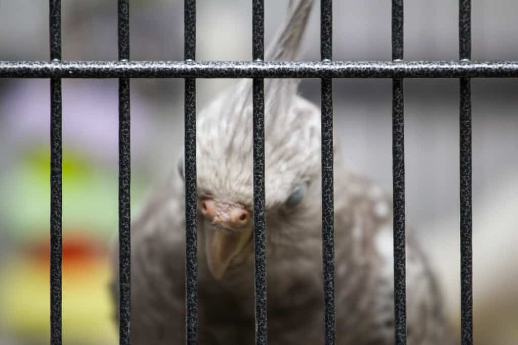 cockatiel cage ventilation