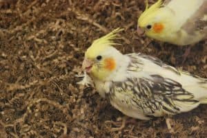 two cockatiels