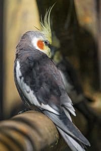 cockatiel health symptoms