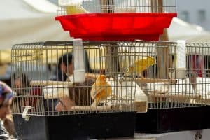 a group of cockatiels that are inside of cages