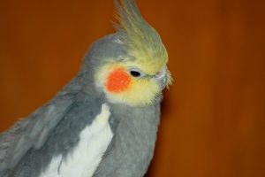 when do cockatiels stop growing