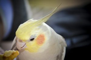 when do cockatiels stop growing