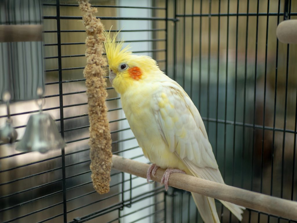 A yellow cockatiel in a cage eating millet