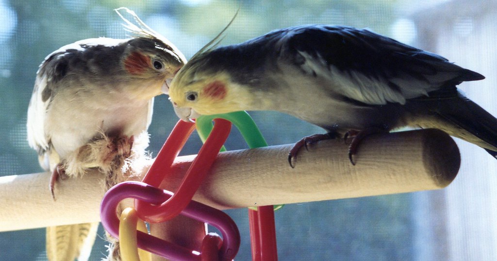 best cage toys for cockatiels
