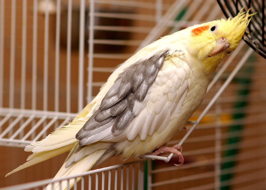 best bird bath for cockatiels