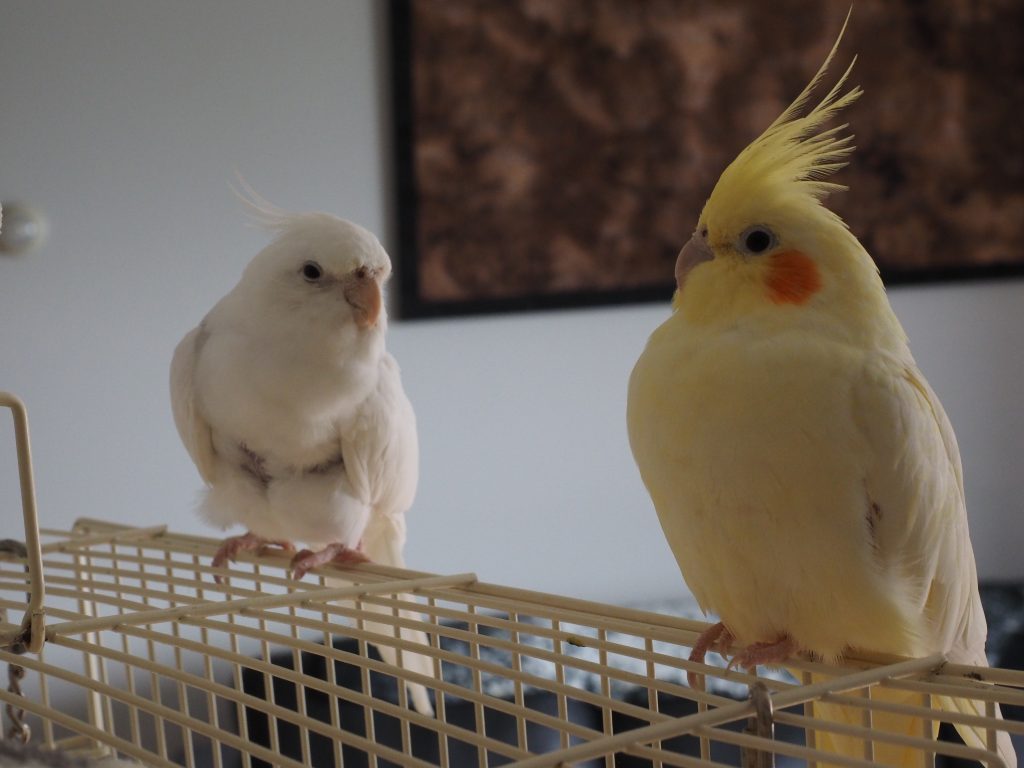 best training treats for cockatiels