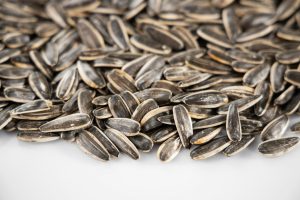 best sunflower seeds for cockatiels