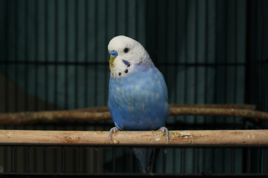 best wood perches for cockatiels