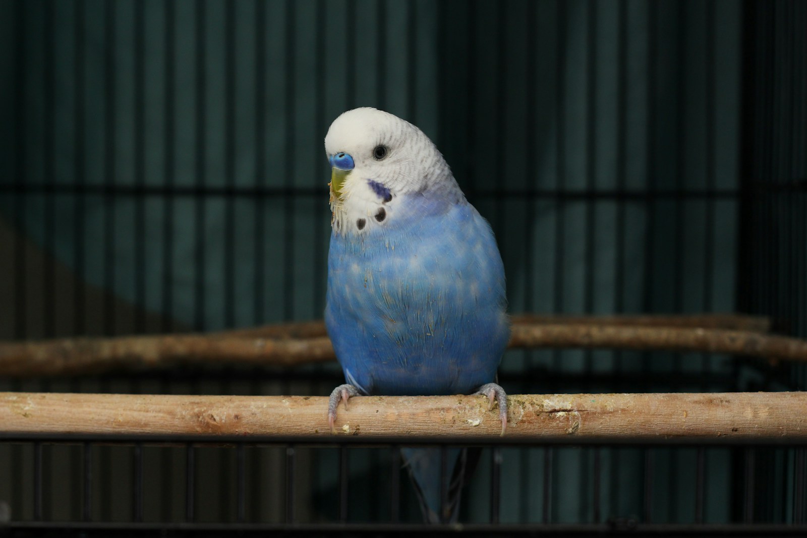 best wood perches for cockatiels