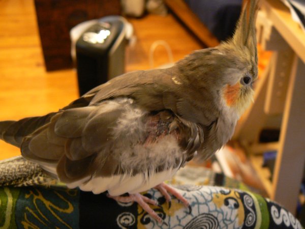 best foraging toys for cockatiels