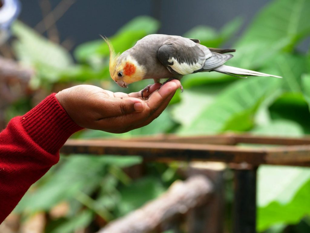 best pellet food for cockatiels