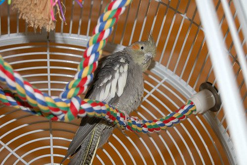 Best travel bird cage for cockatiels