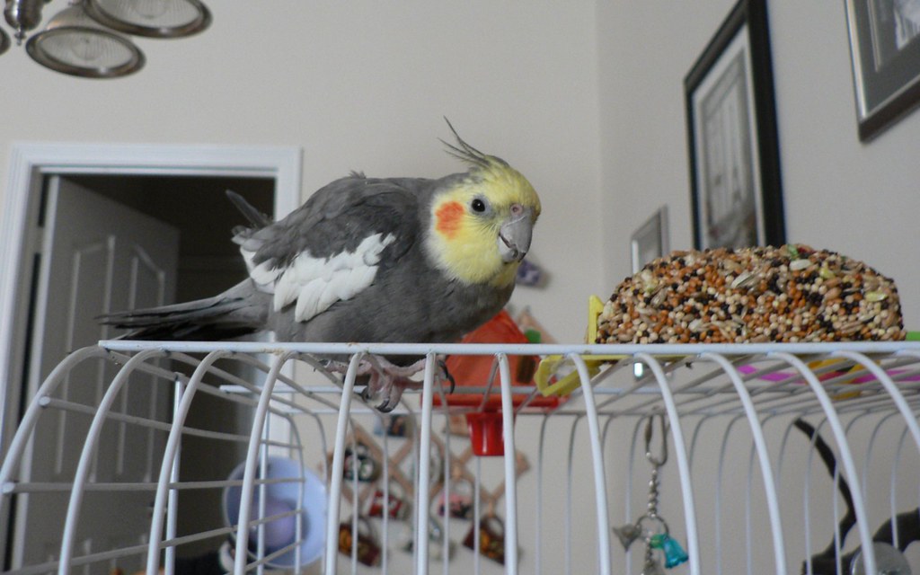 best cockatiel treat sticks