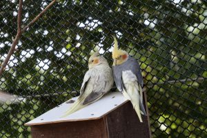 Best bird tent for cockatiels
