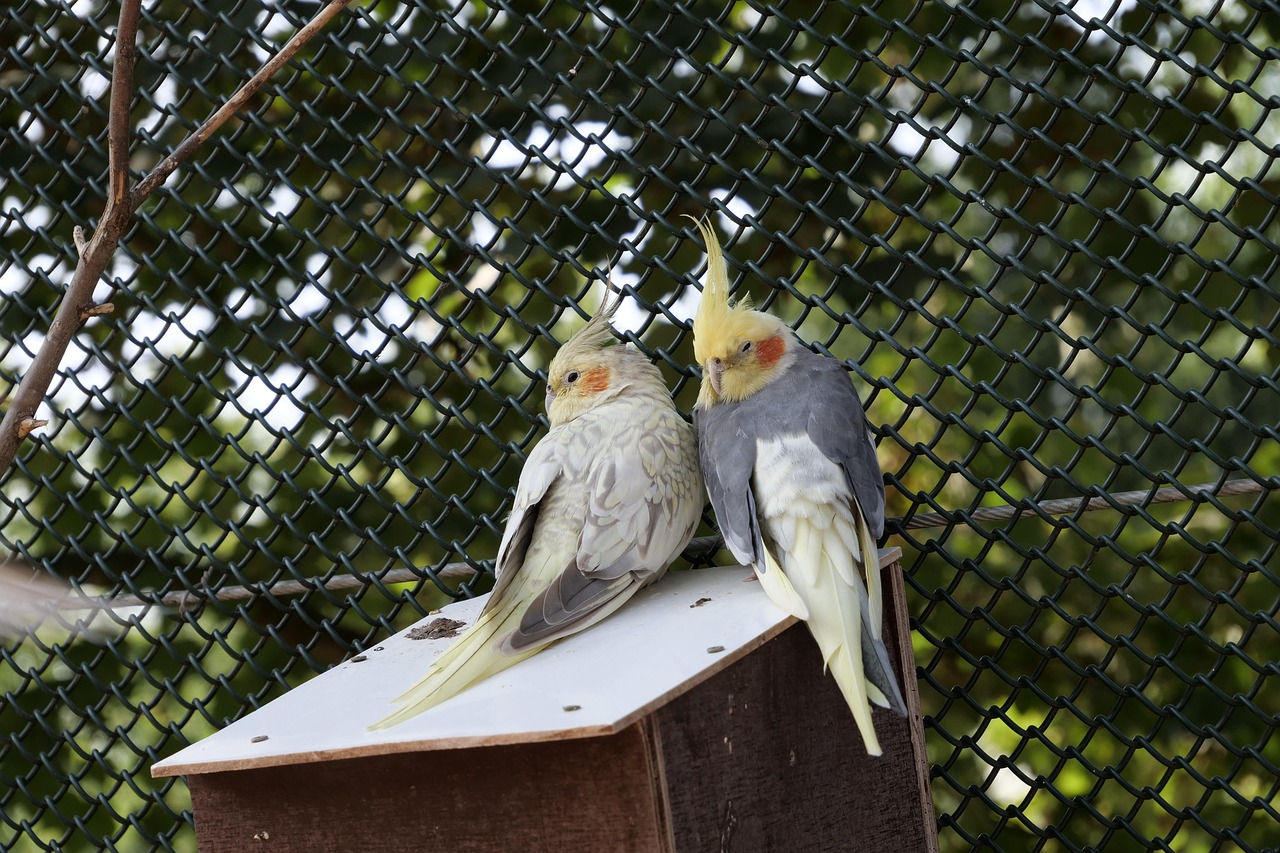 Best bird tent for cockatiels