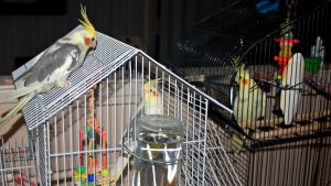 Best bird cage water dispenser