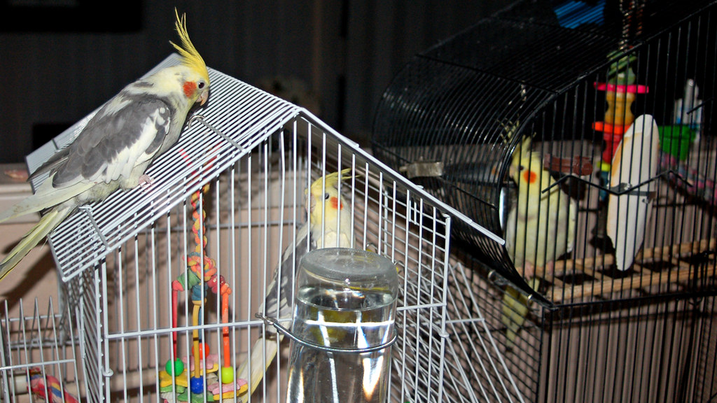 Best bird cage water dispenser