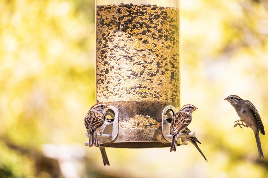 Best Automatic bird feeder for cages