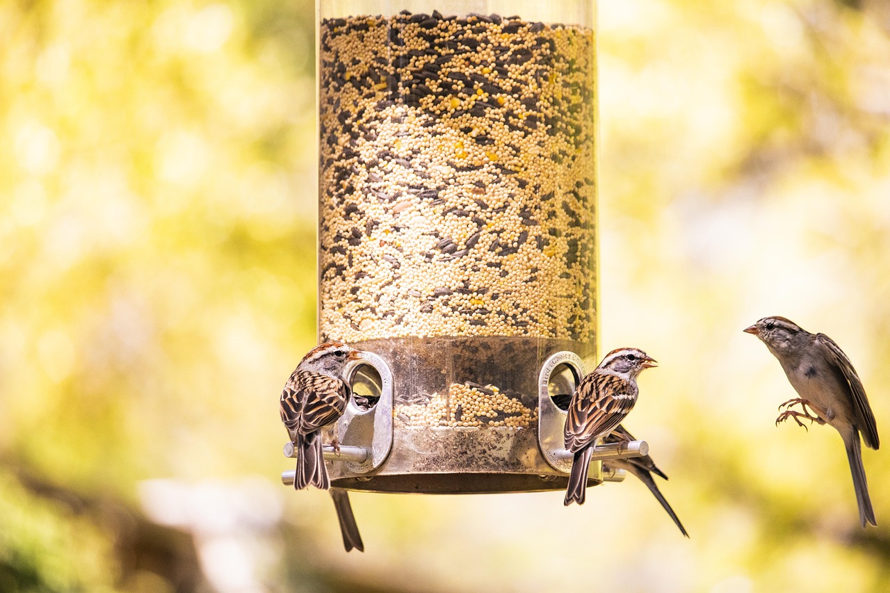 Best Automatic bird feeder for cages
