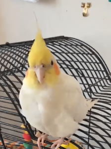 Cockatiel Cage Safety Tips