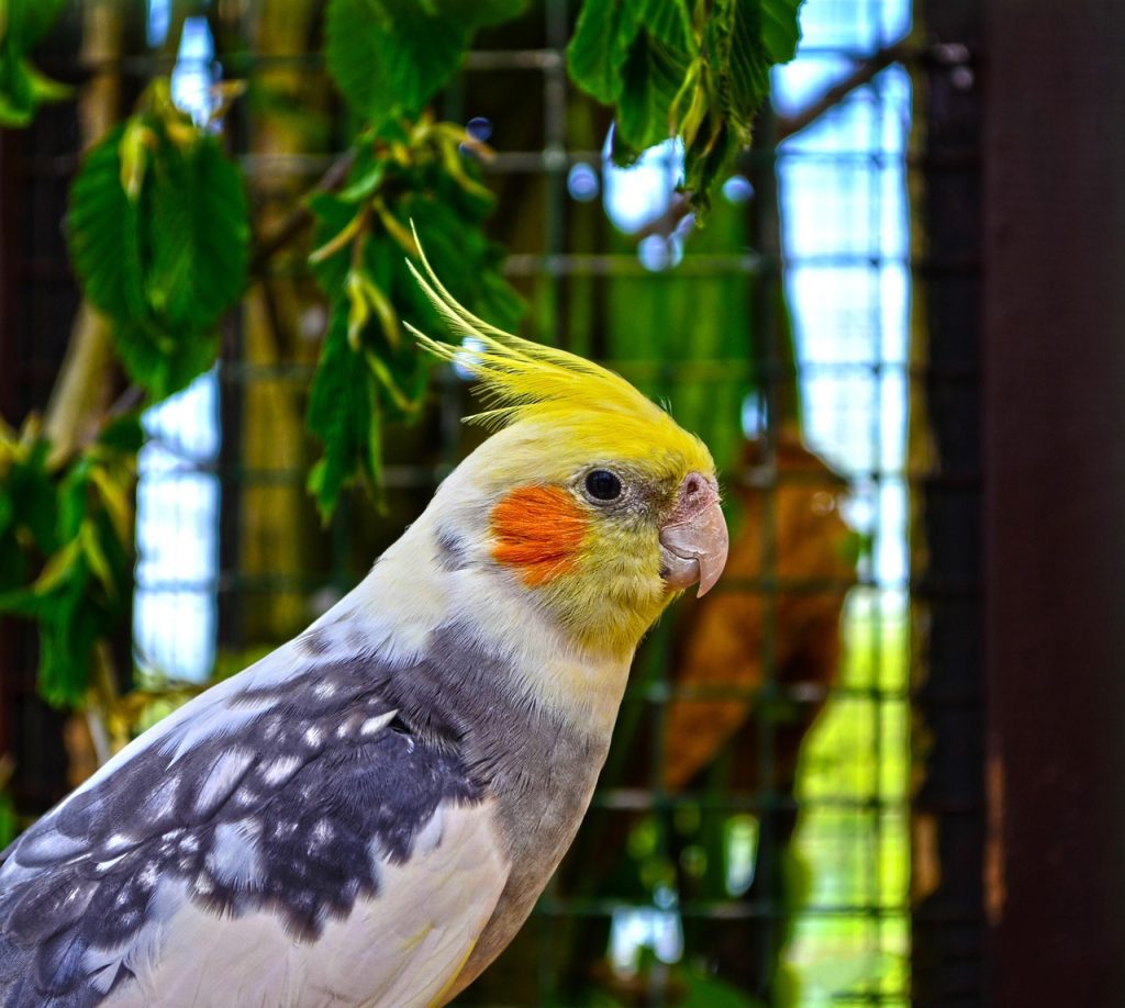 Best bird cage food skewer