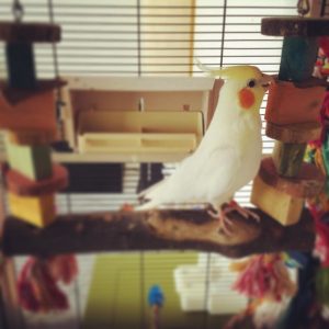 Best nail trimming perch for birds