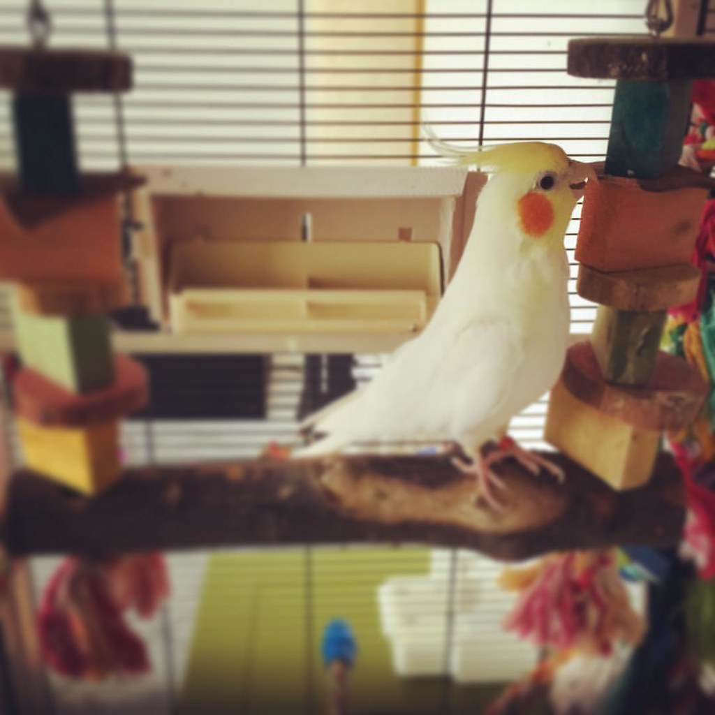 Best nail trimming perch for birds